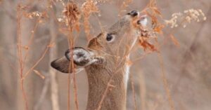 Deer-Plots-450×236 A deer standing next to tall dry grass.