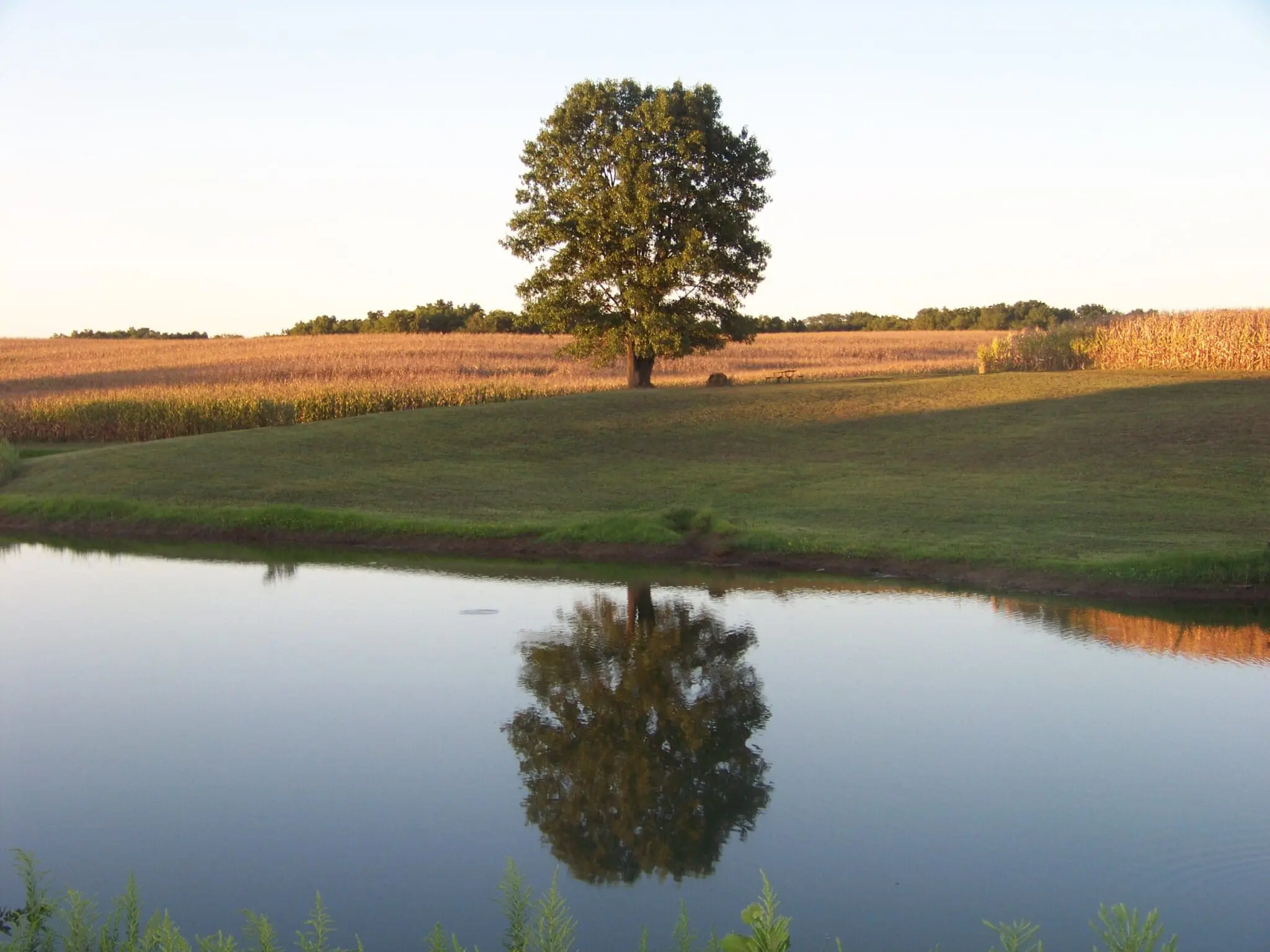 ButlerFarms Tree Water