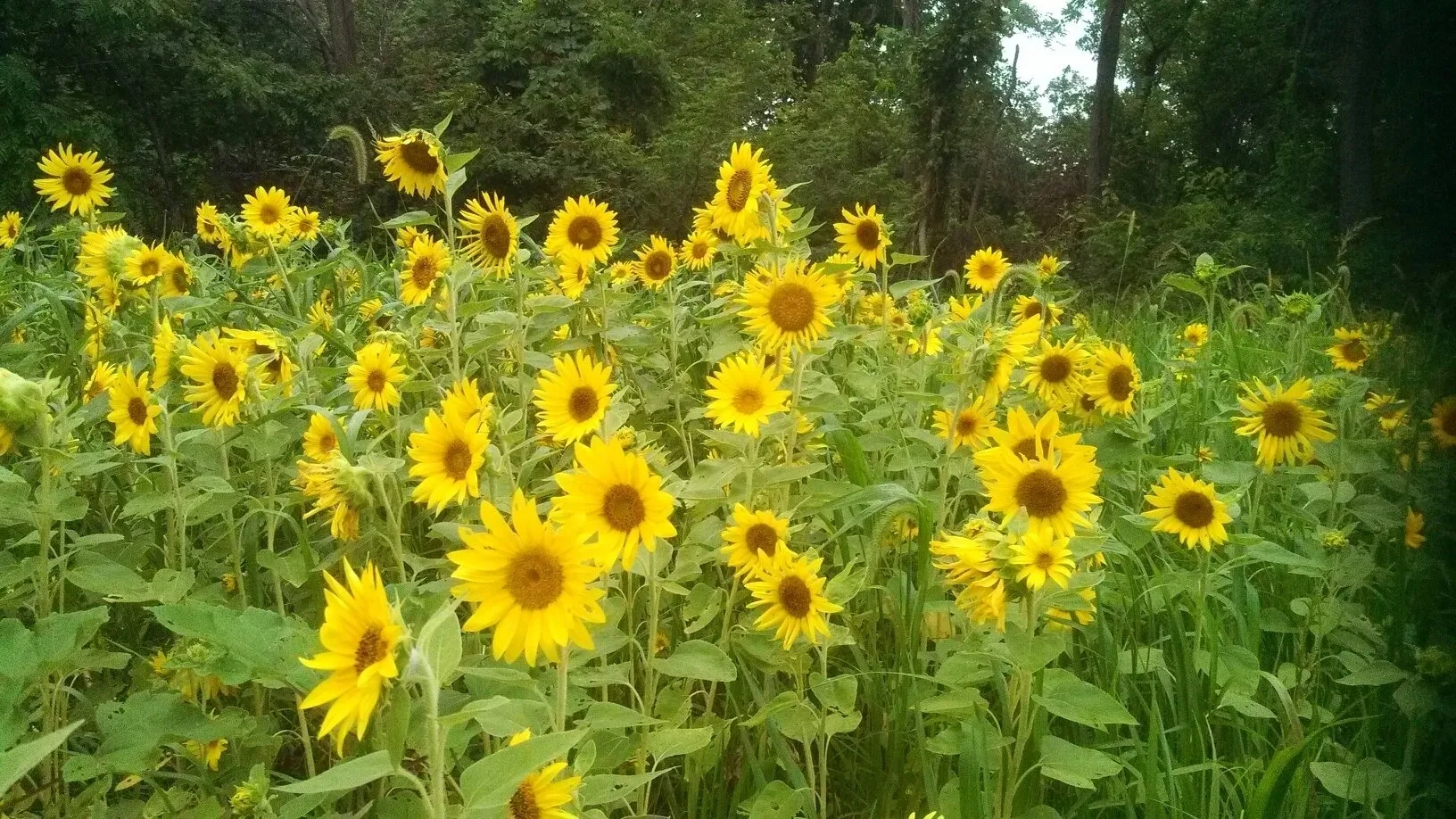 A field of sunflowers in the middle of the day.