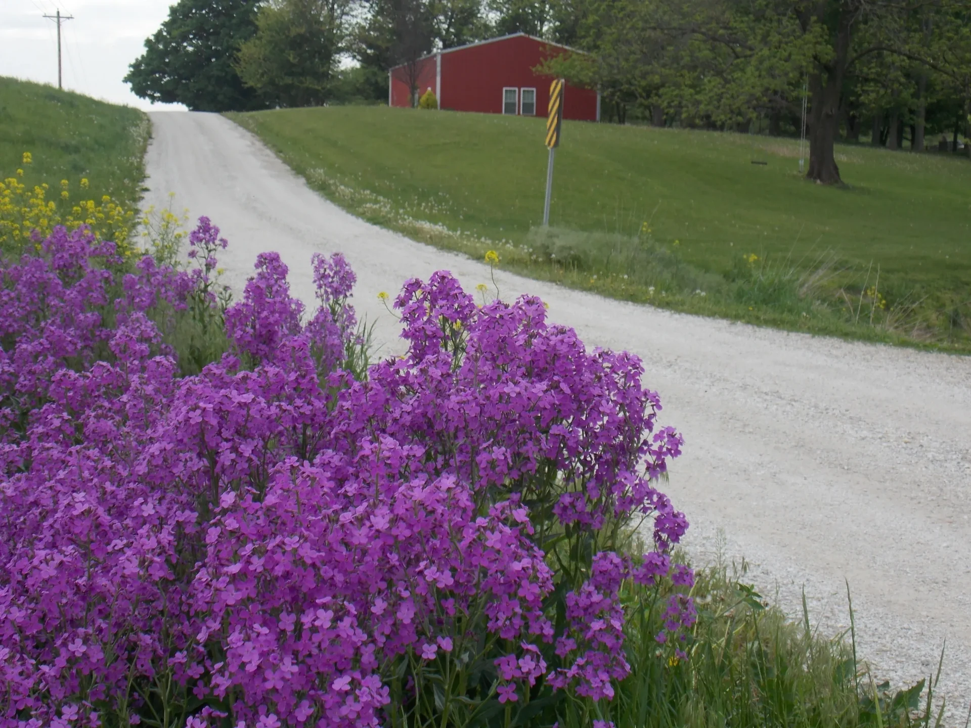 A road with purple flowers on the side of it.