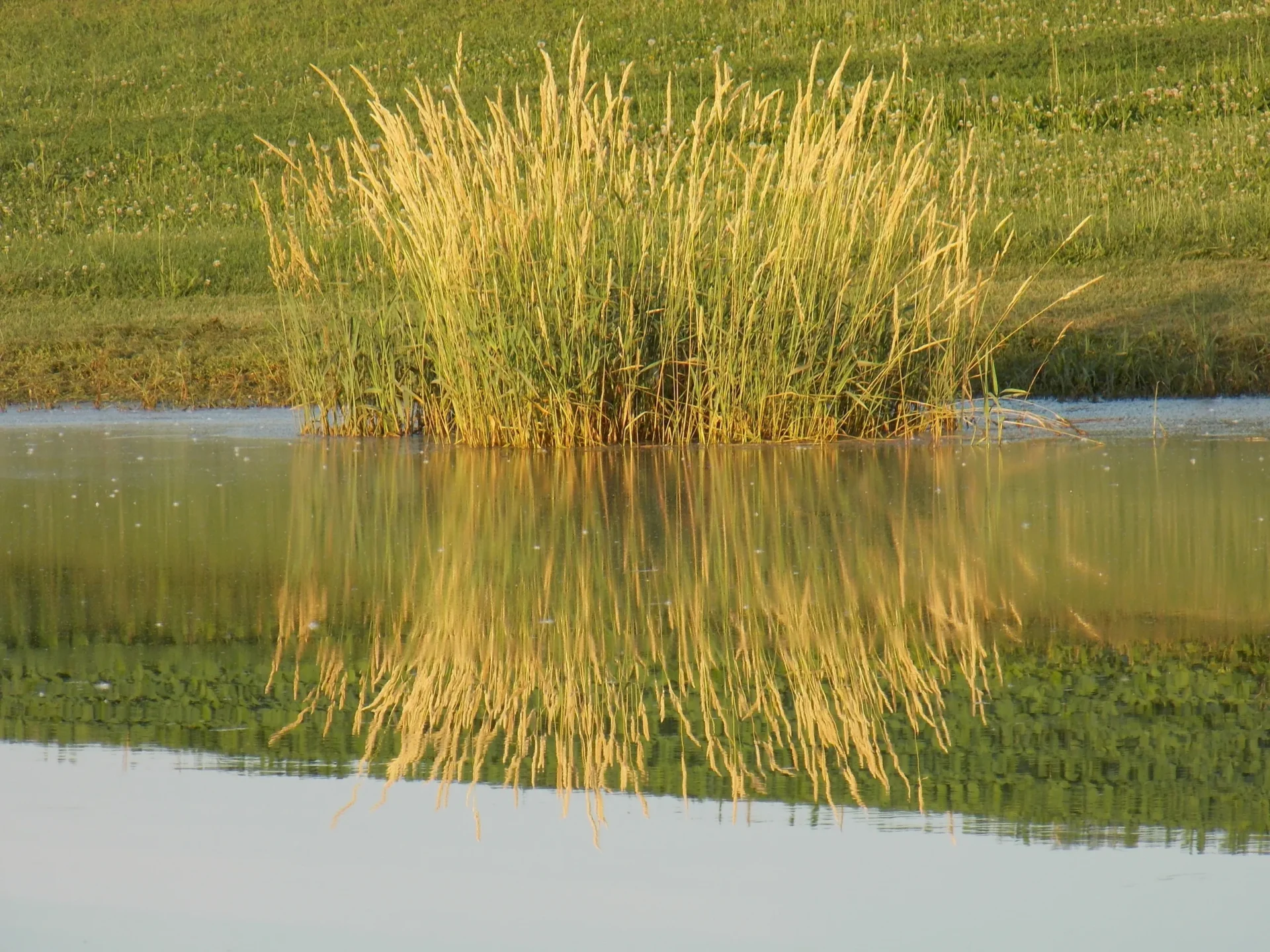 A pond with grass growing in it and water