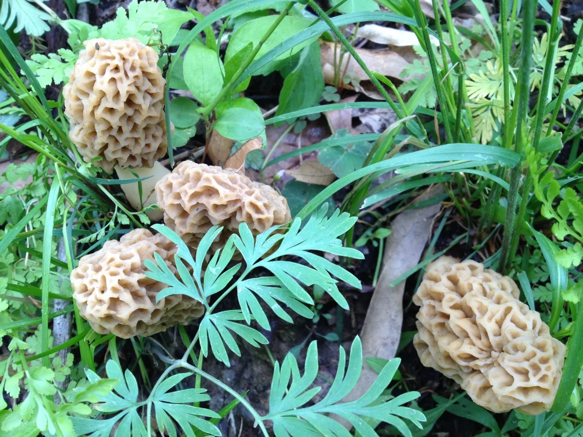 A close up of some plants in the grass