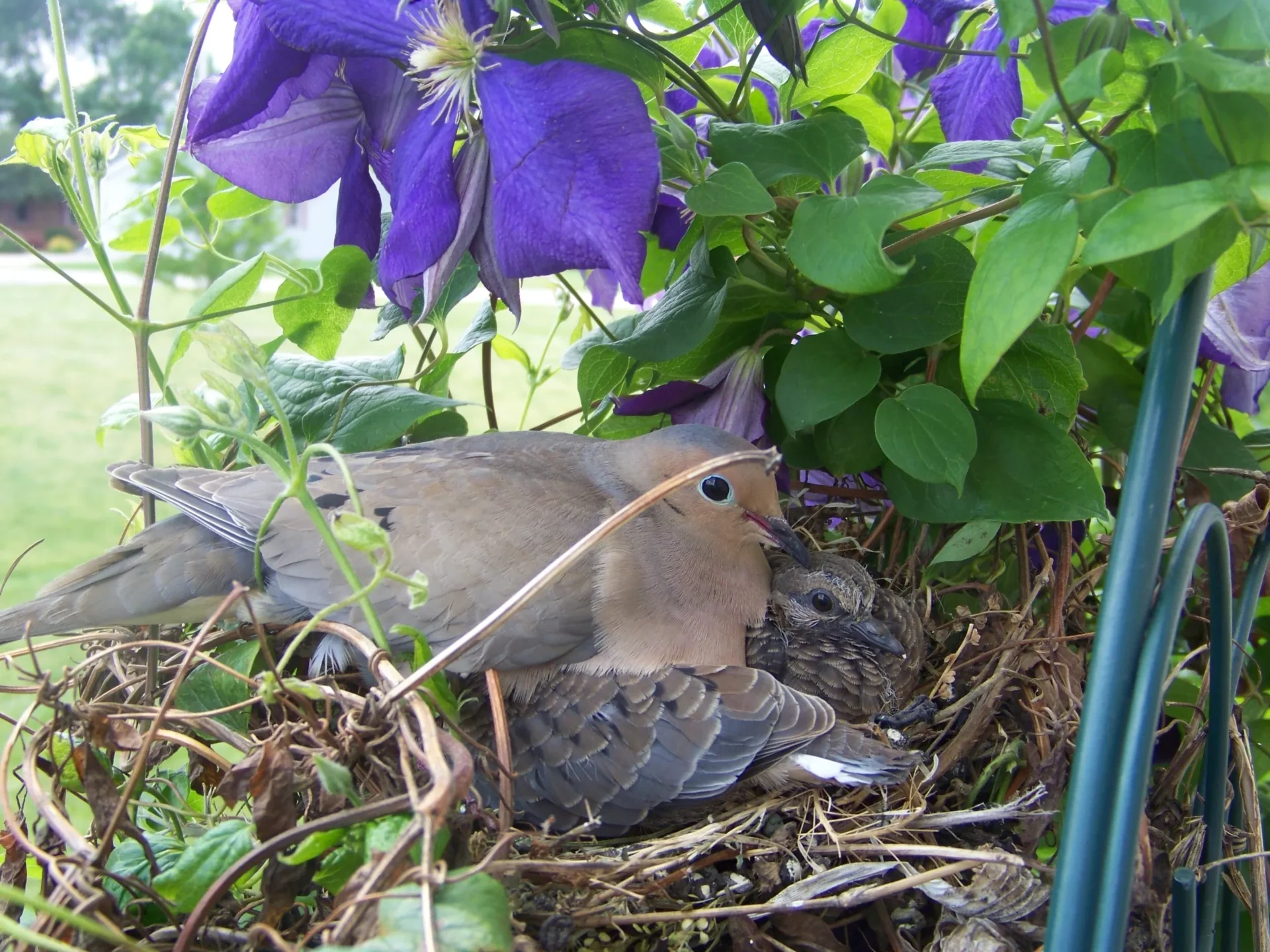 A bird sitting in the dirt next to purple flowers.