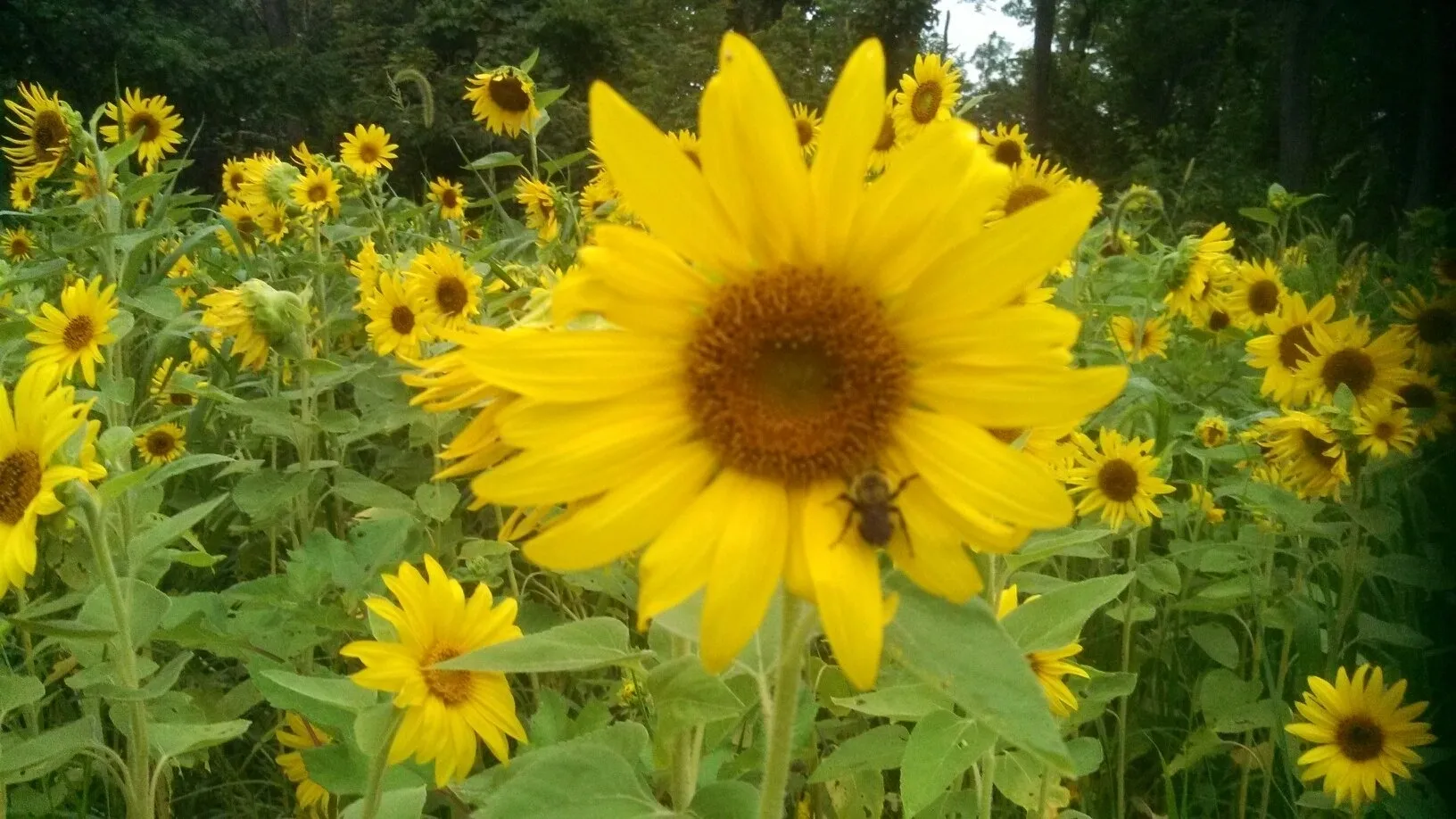 A field of sunflowers with bees on the ground.