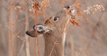 A deer standing next to tall dry grass.