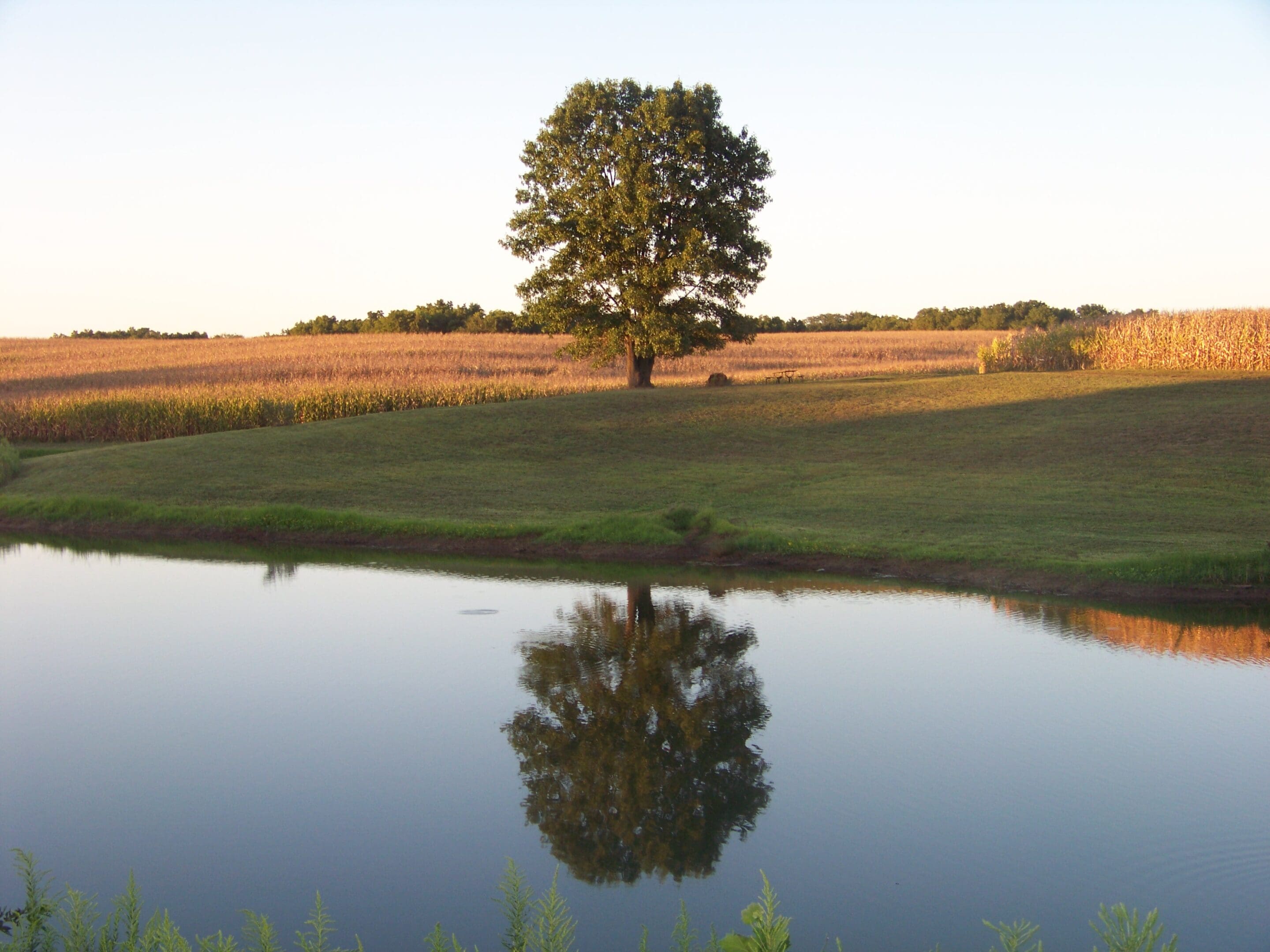 A tree is reflected in the water of a pond.