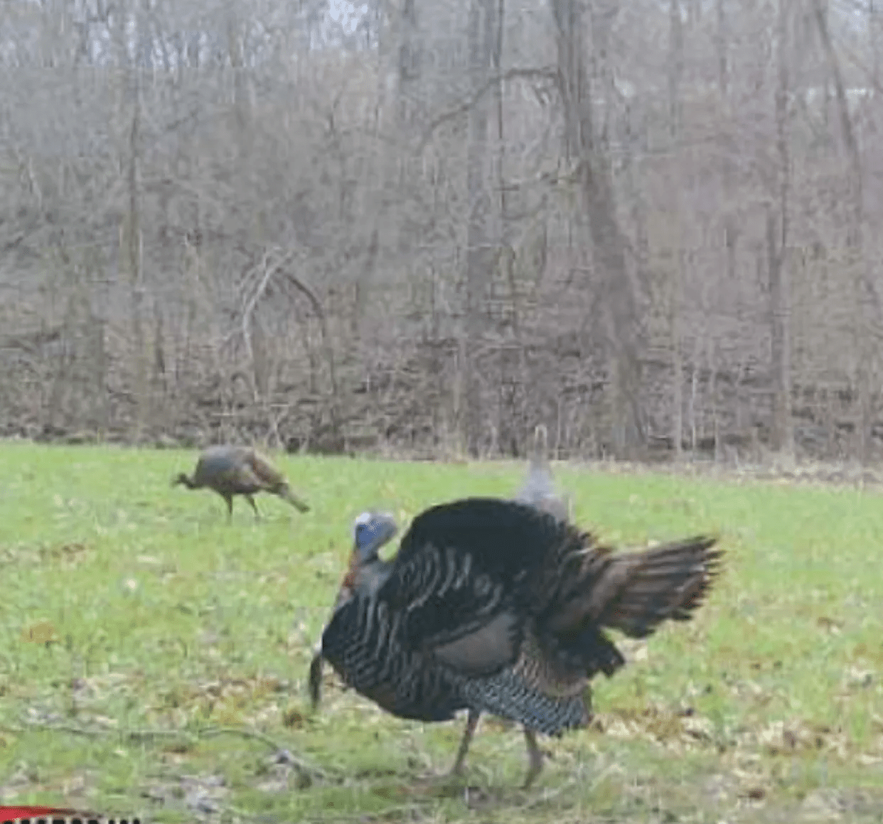 Two turkeys are standing in a field near trees.