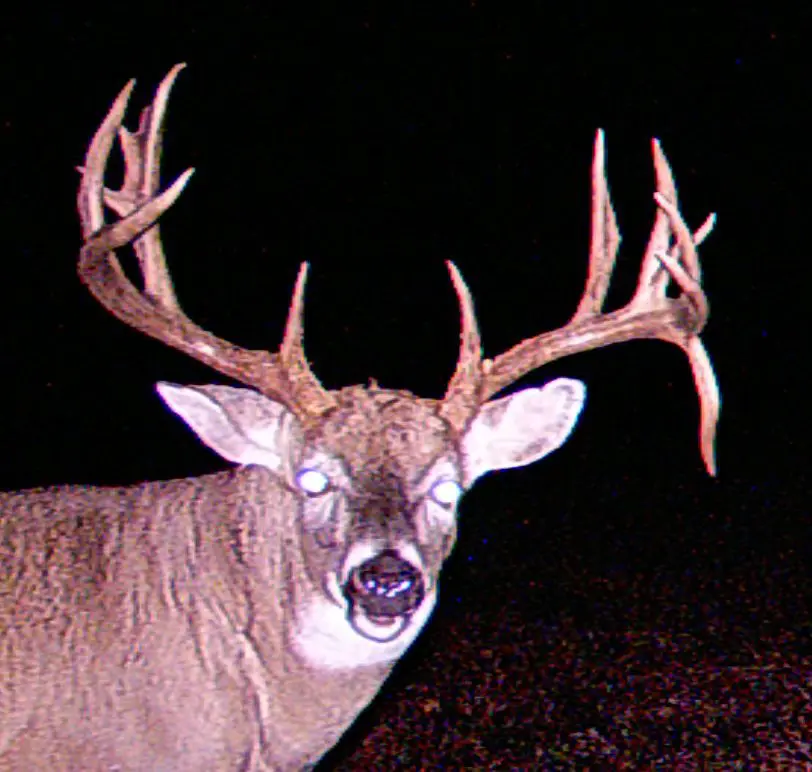 Big-Buck-cropped