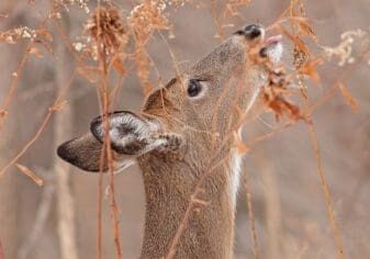 A deer standing next to tall dry grass.