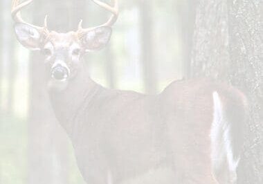 A deer standing in the woods with trees behind it.